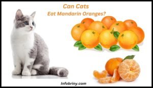 Can Cats Eat Mandarin Oranges