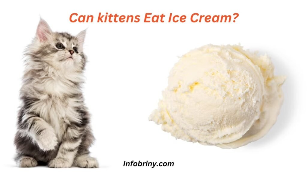 Can kittens Eat Ice Cream