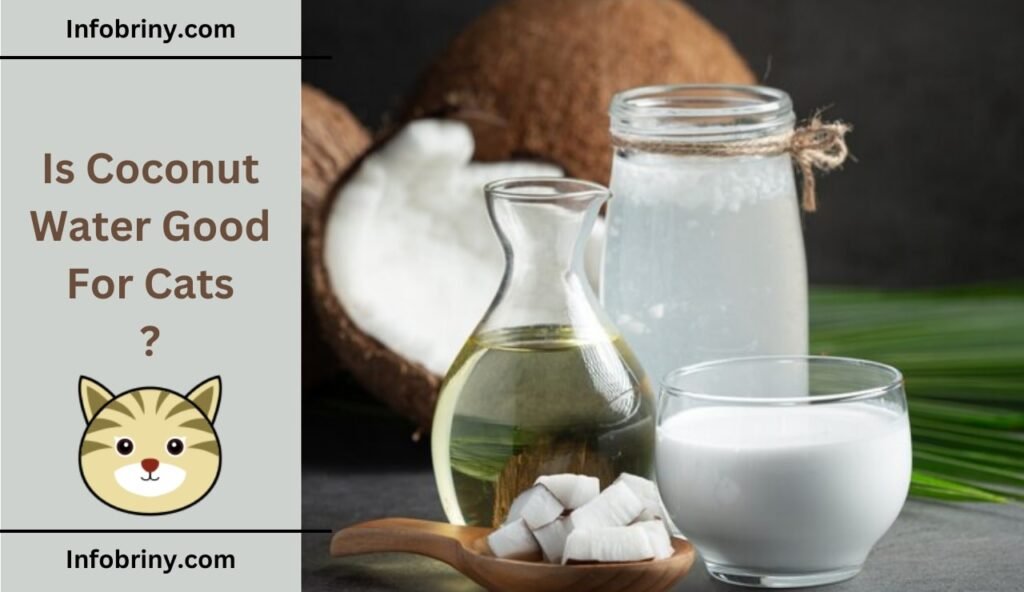 Is Coconut Water Good For Cats