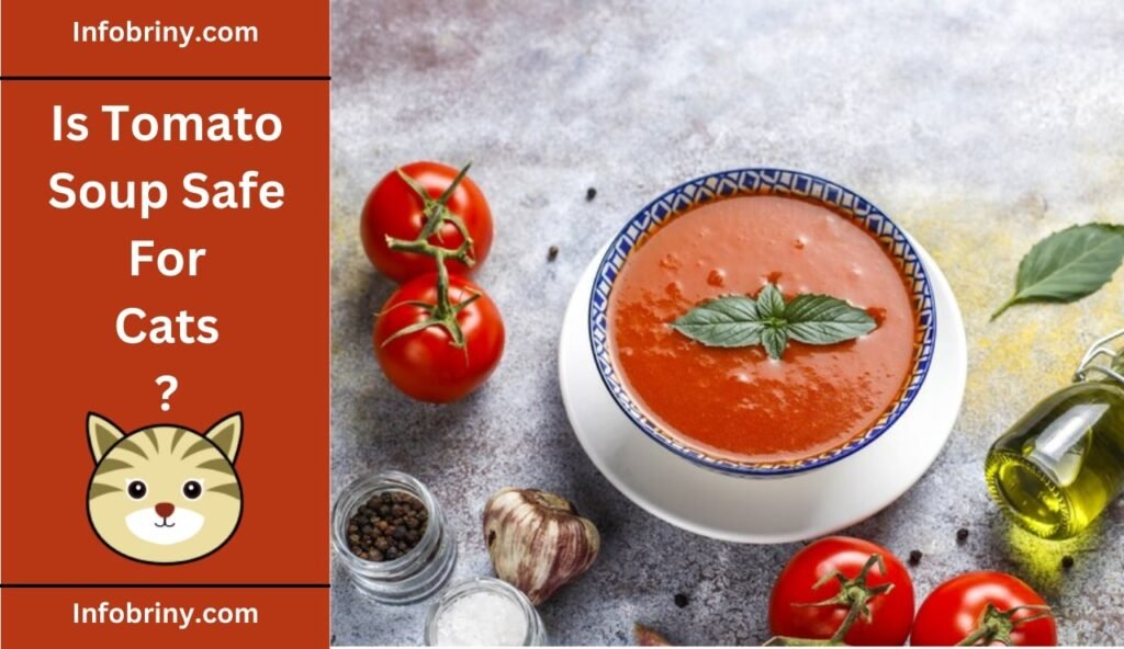 Is Tomato Soup Safe For Cats