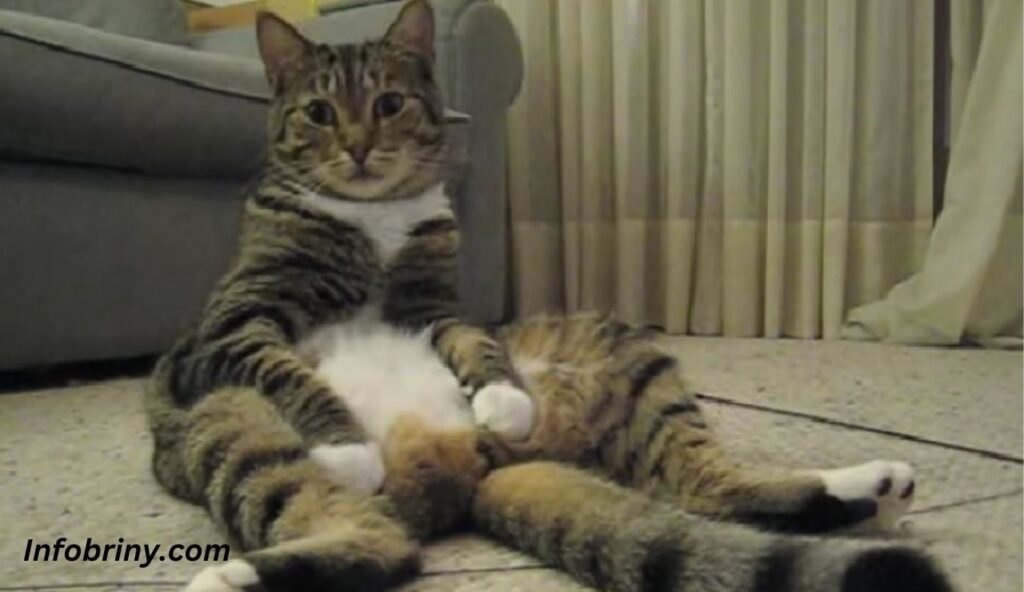 Cat Sitting Like A Human