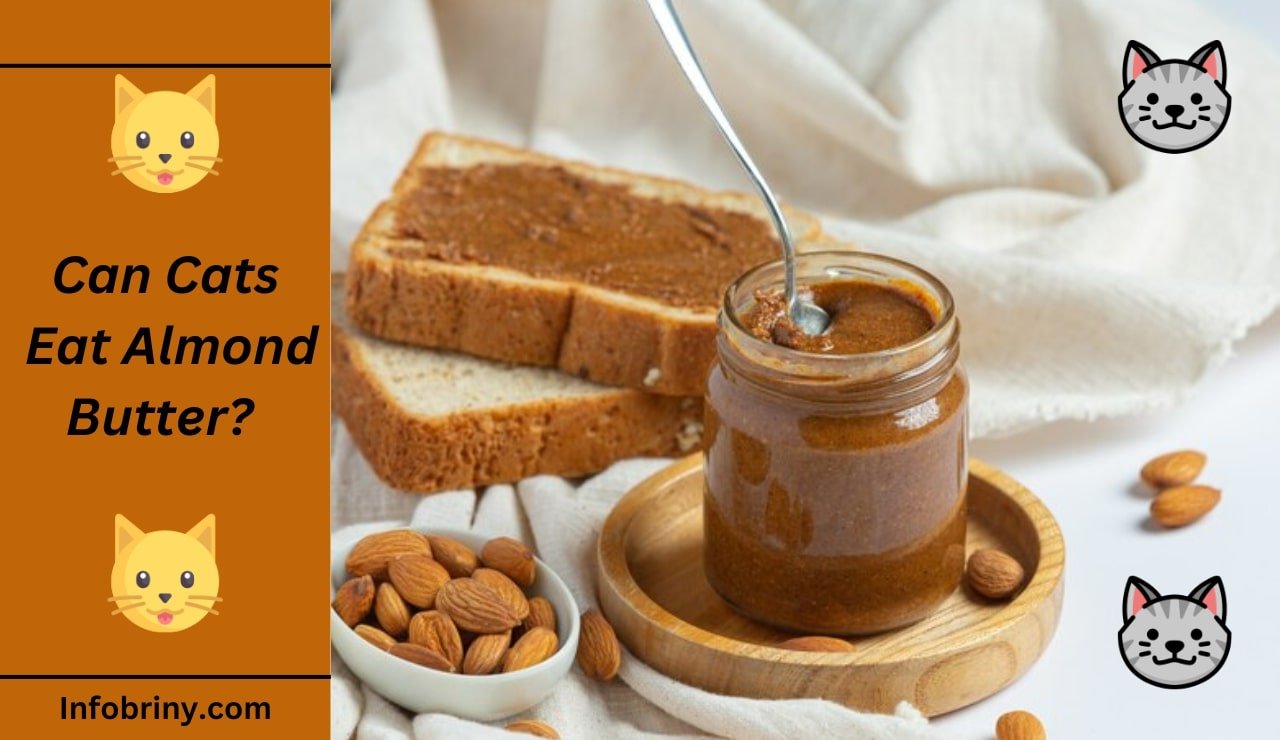 Can Cats Eat Almond Butter