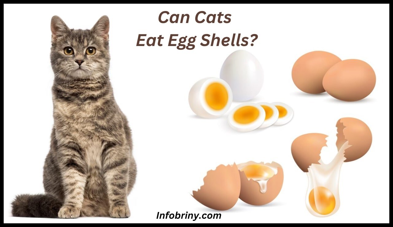 Can Cats Eat Egg Shells