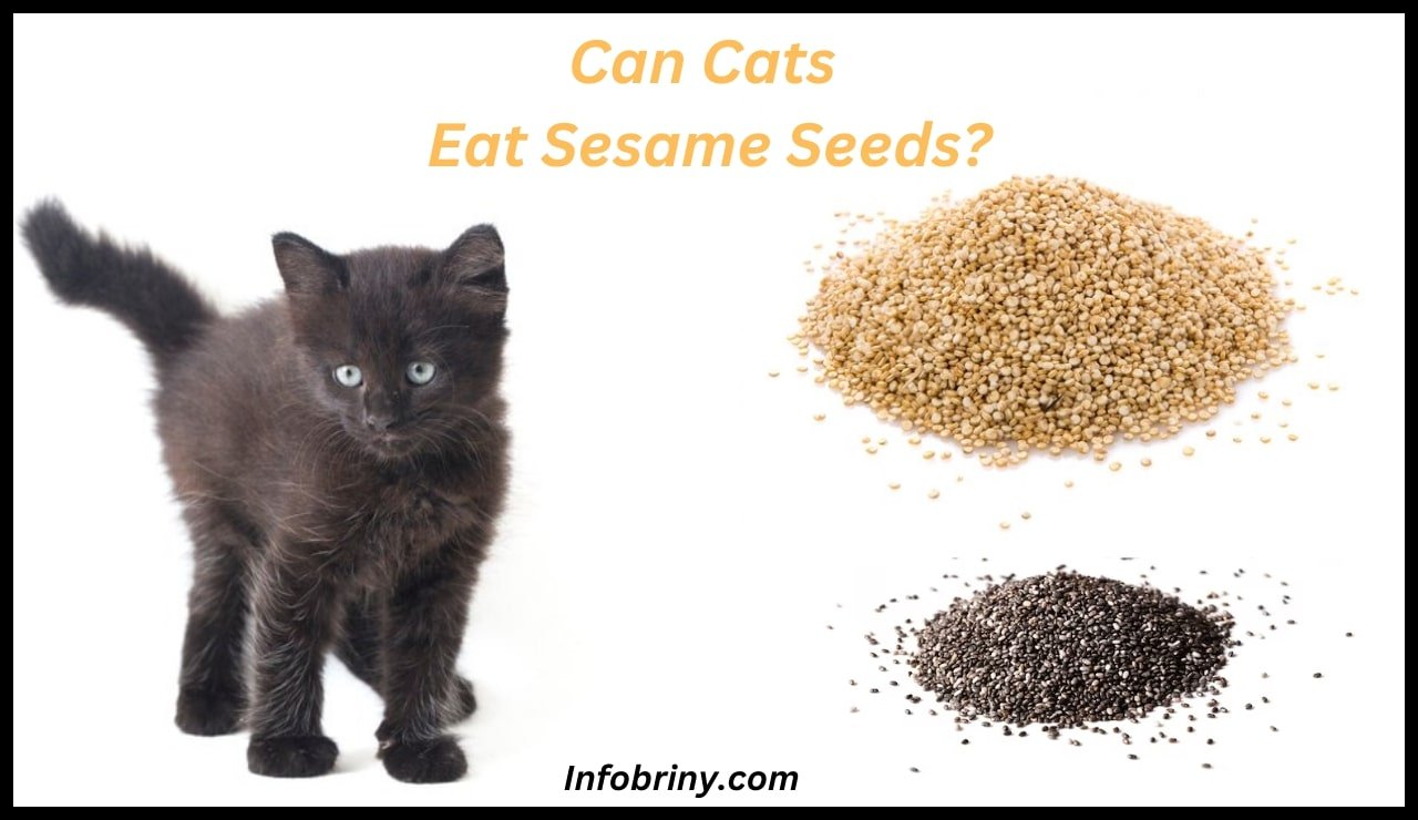Can Cats Eat Sesame Seeds