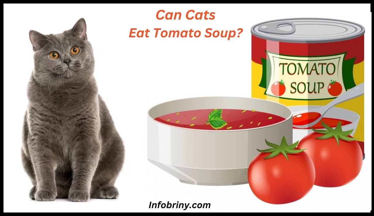 Can Cats Eat Tomato Soup