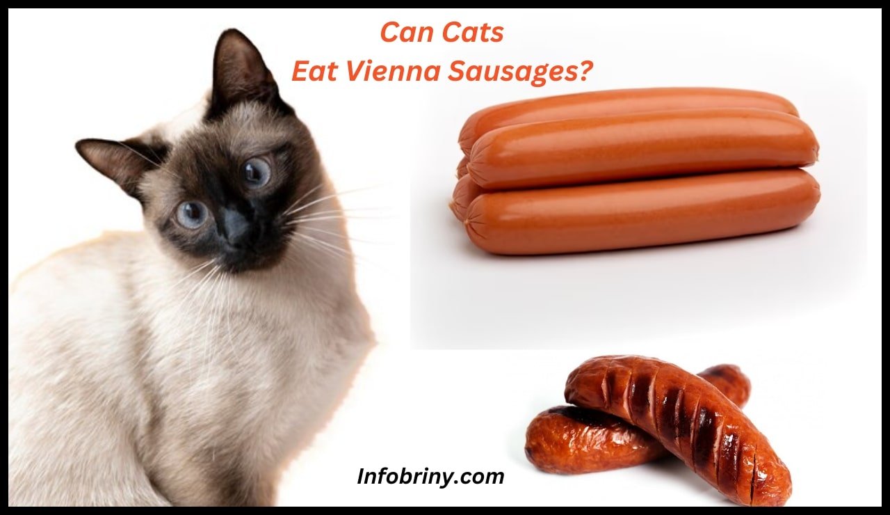 Can Cats Eat Vienna Sausages