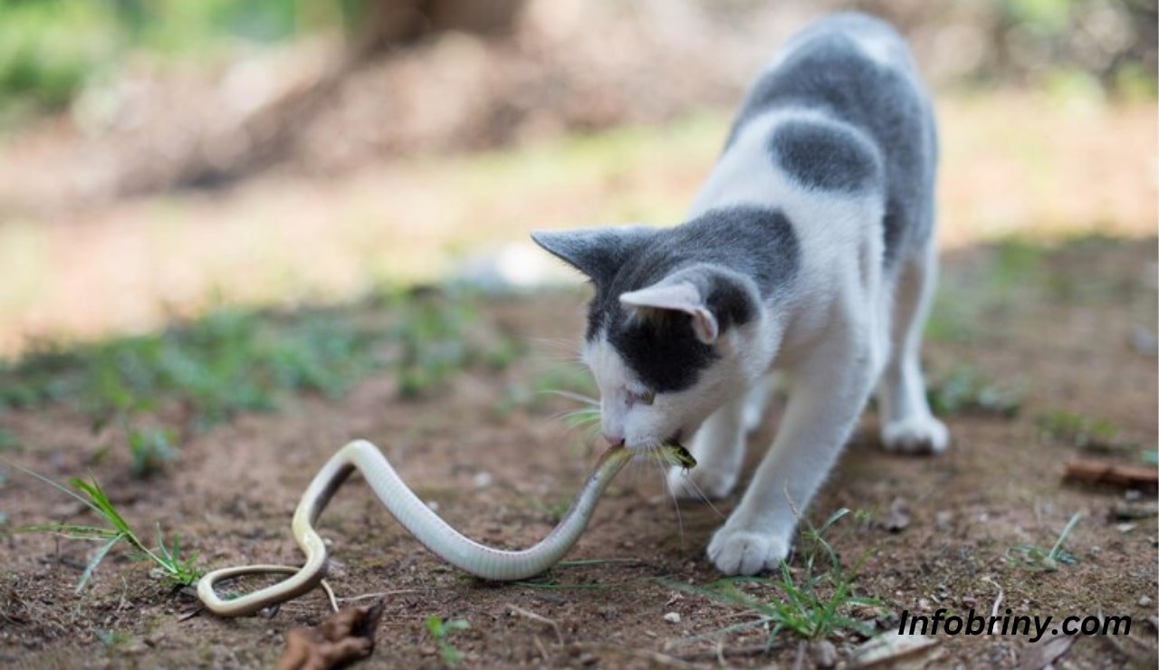 Do Cats keep Snakes Away