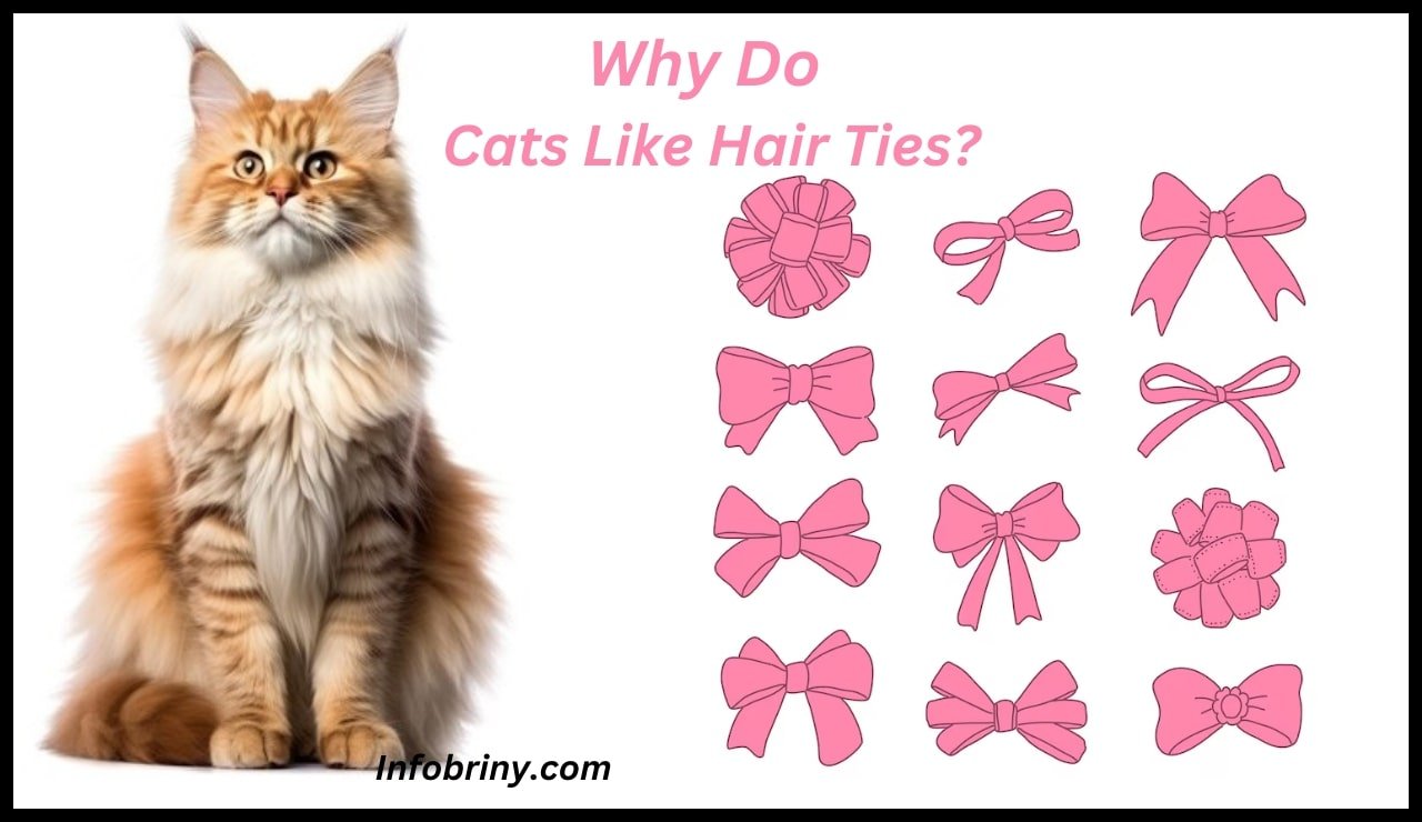 Why Do Cats Like Hair Ties
